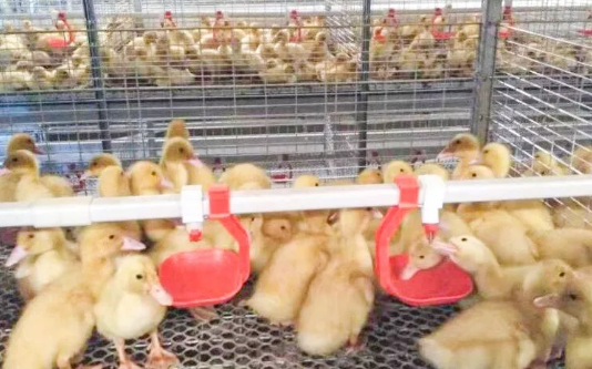 養(yǎng)鴨場老板：熱泵供暖溫度高，費用比燒煤還??！